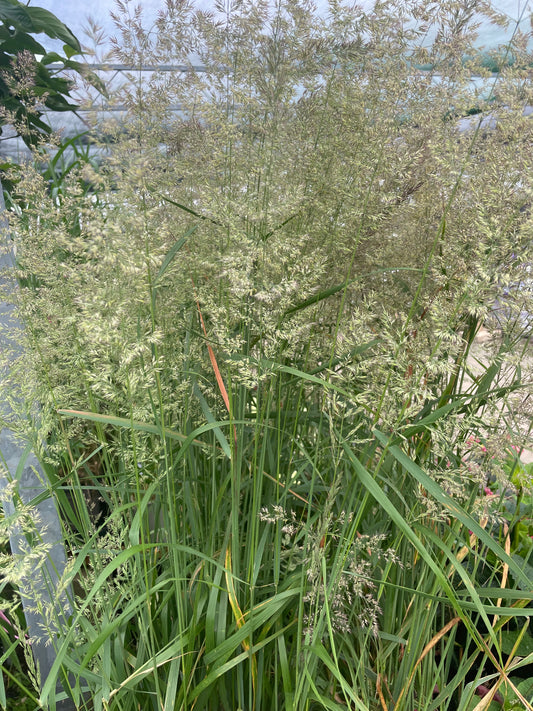 Grasses, Feather Reed 'Karl Foerster'