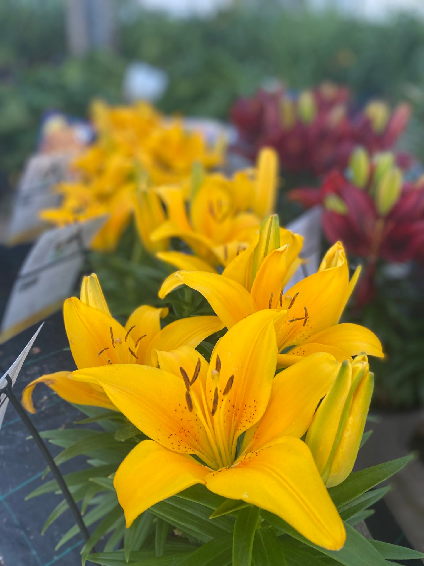 Dwarf Asiatic Lily 'Tiny' Series