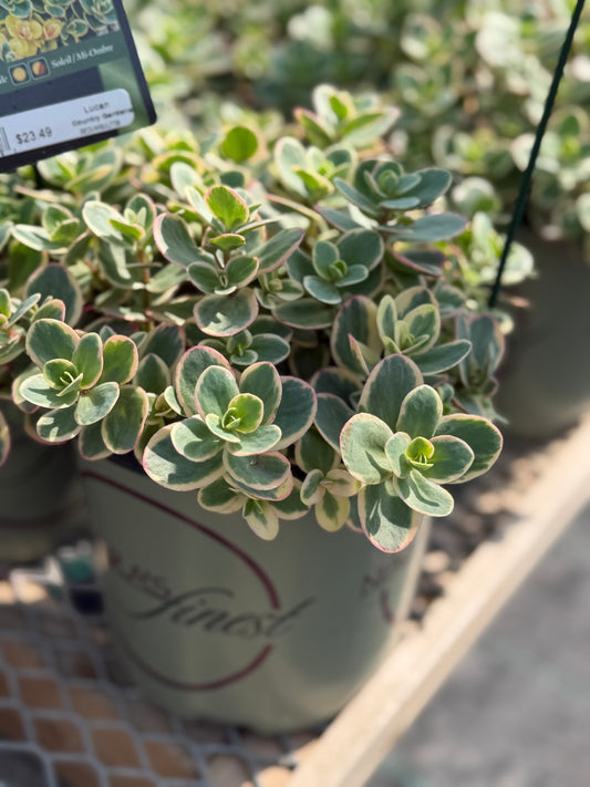 Sedum, Sunsparkler 'Lime Twister'