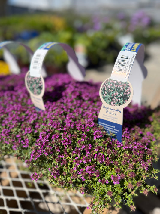 Creeping Thyme, Red