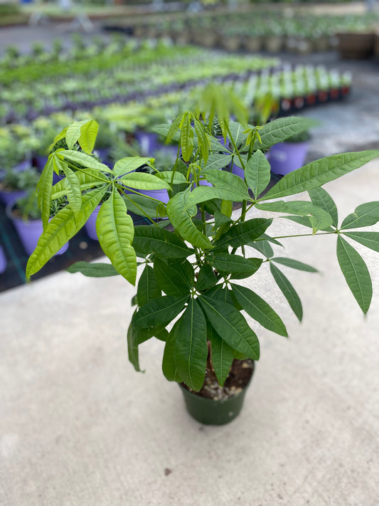 6" Money Tree
