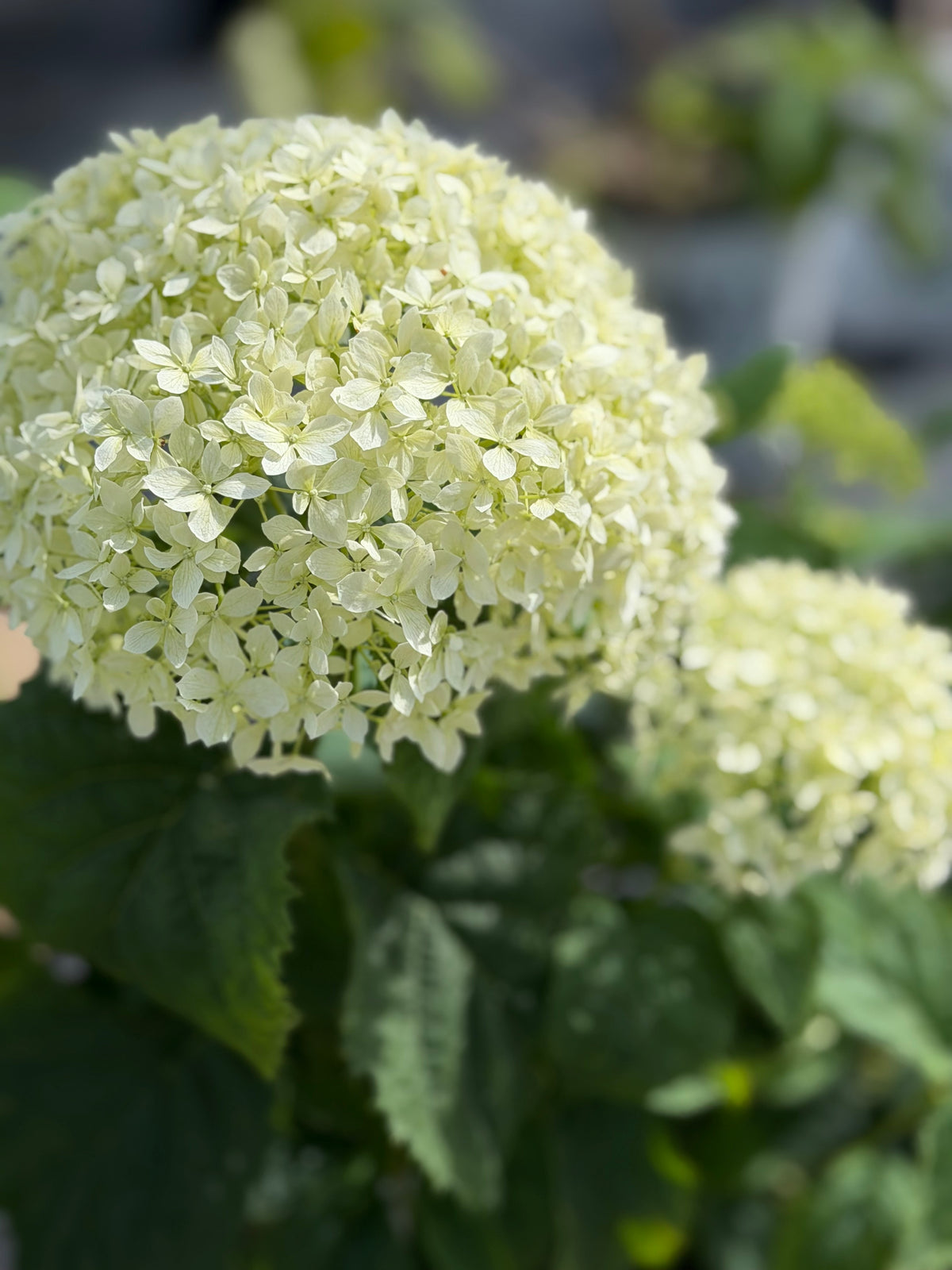 Hydrangea 'Invincibelle Limetta' PW