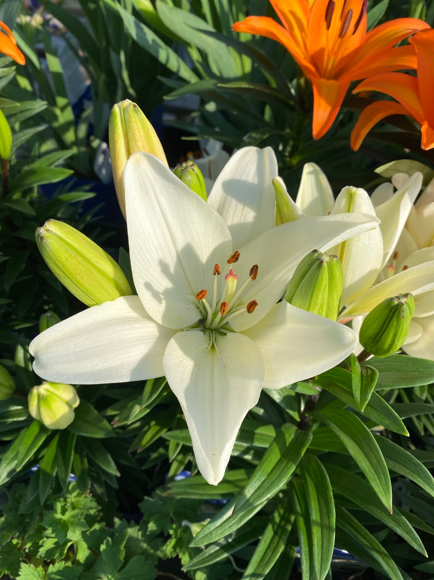 Dwarf Asiatic Lily 'Tiny' Series