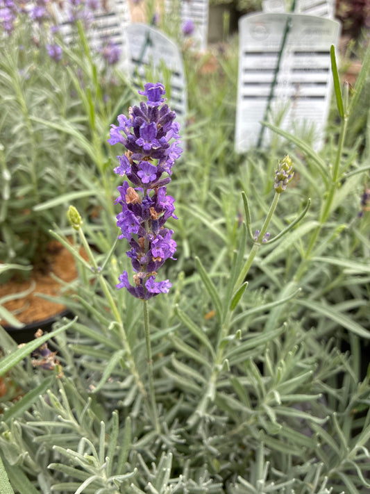 Lavender, English  'Imperial Gem'