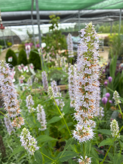 Hyssop 'Blue Fortune'