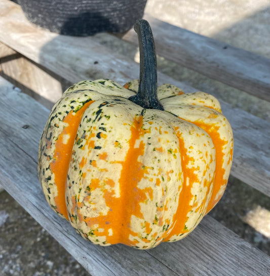 Squash ‘Celebration’