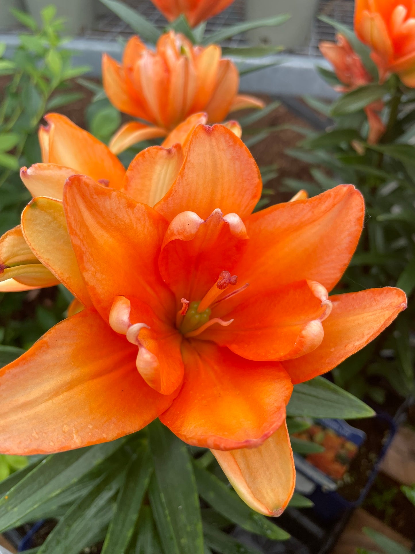 Dwarf Asiatic Lily 'Tiny' Series
