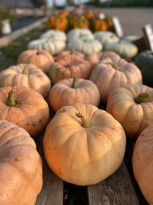 Pumpkin Pink