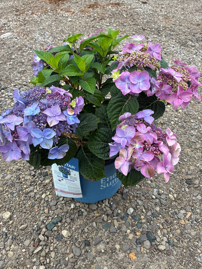 Hydrangea 'Endless Summer Pop Star'