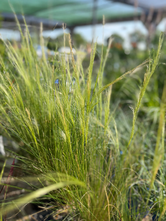 Mexican Feather Grass
