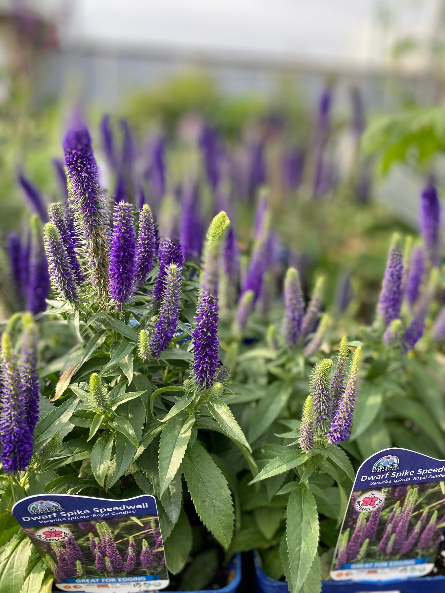 Speedwell 'Royal Candles'