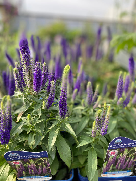 Speedwell 'Royal Candles'