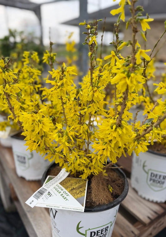 Forsythia Show off 'Sugar Baby' PW