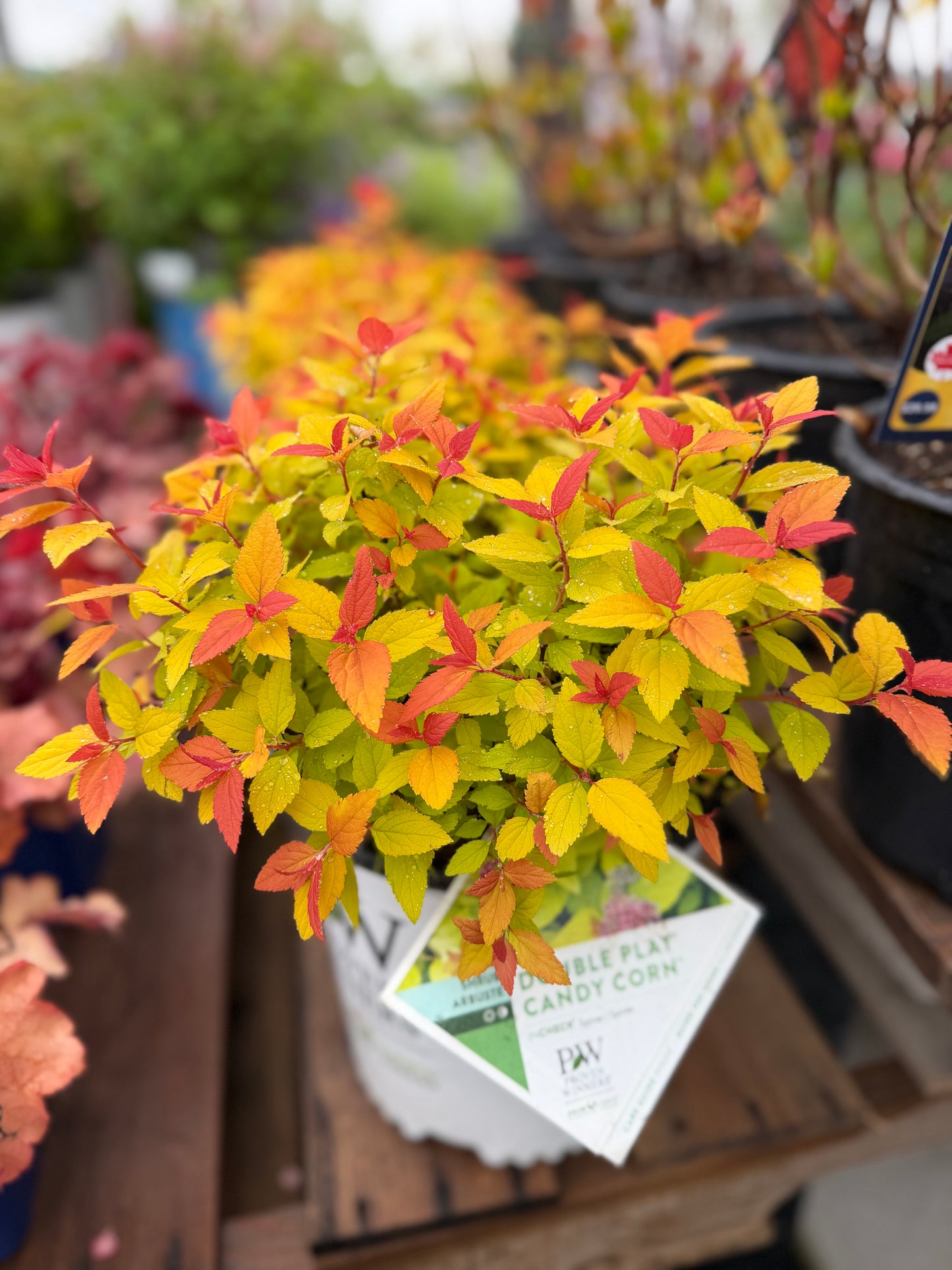 Spirea Double Play 'Candy Corn'