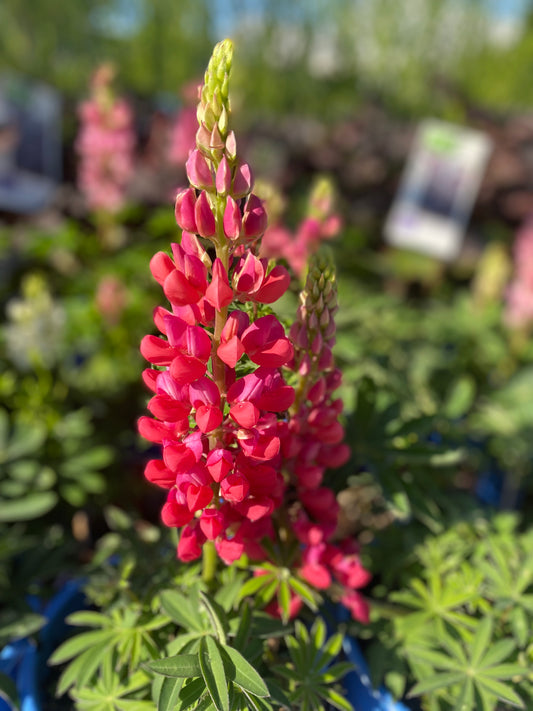 Lupine 'Red Rum'