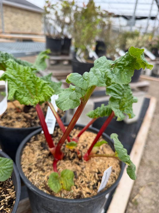 Rhubarb 'Victoria'