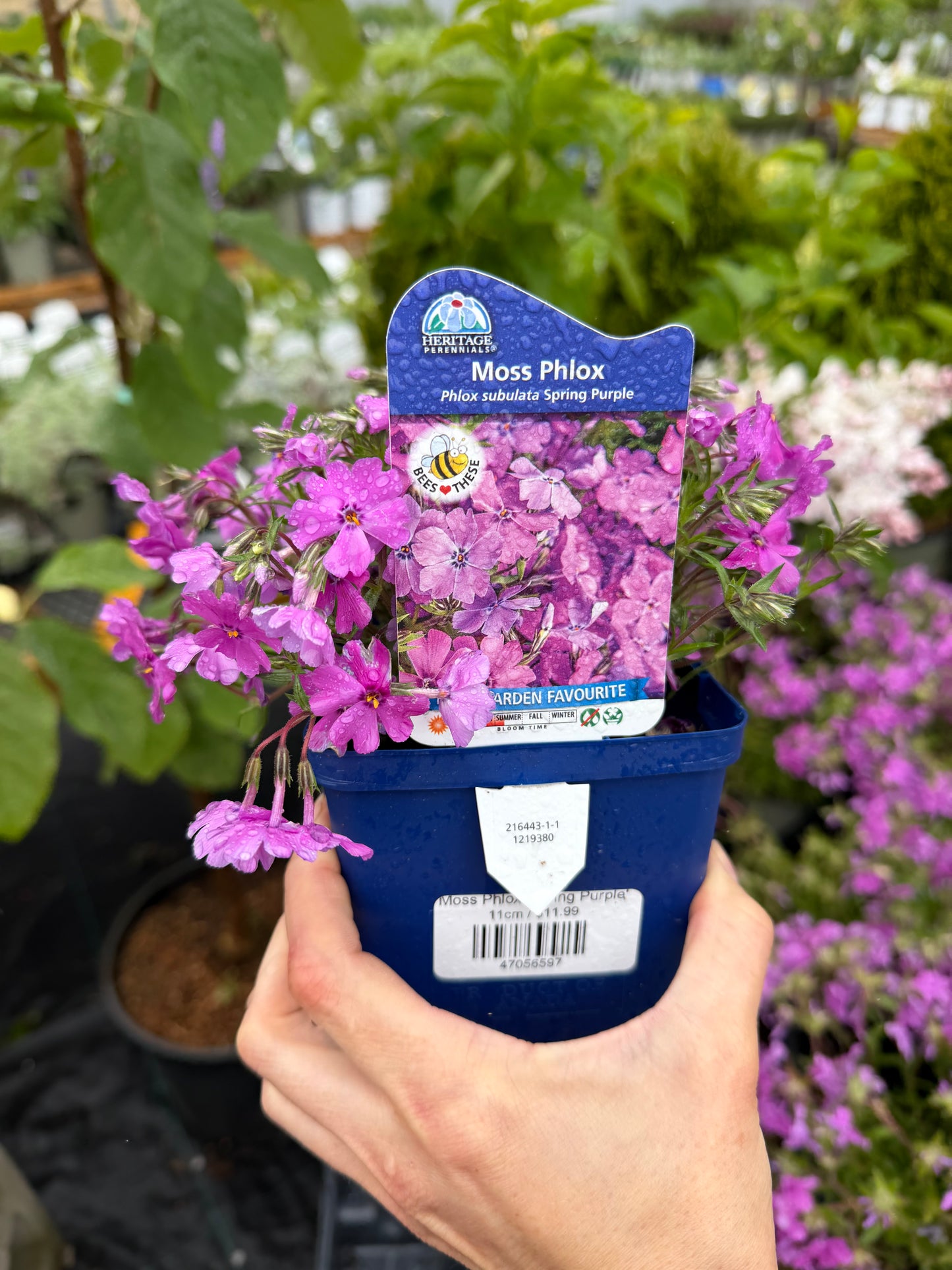 Moss Phlox 'Spring Purple'