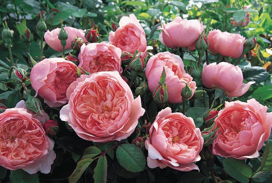 Rose, David Austin 'Alnwick'