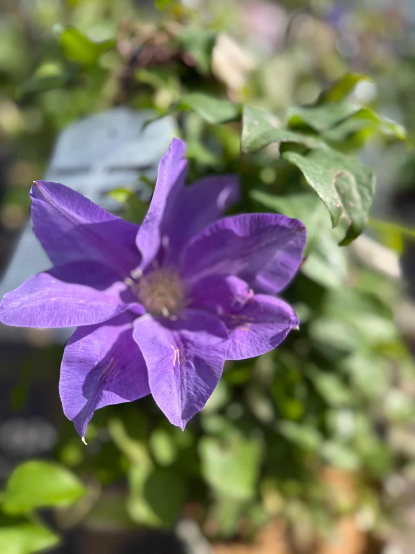 Clematis 'Diana's Delight'