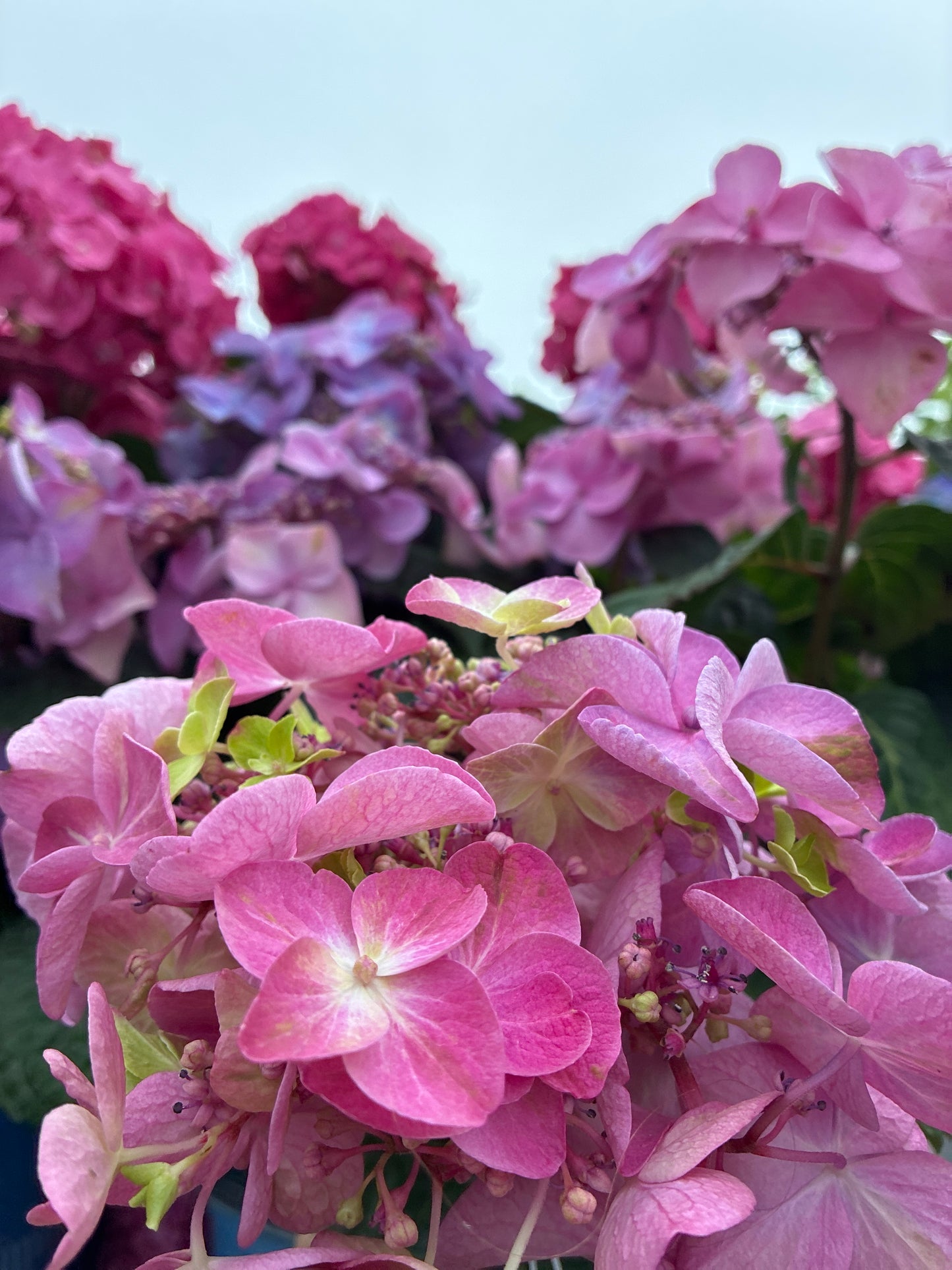 Hydrangea 'Endless Summer Pop Star'