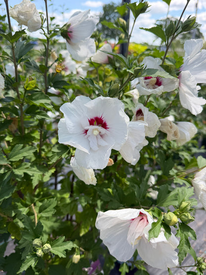 Bali Rose of Sharon at Lucan Country Gardens