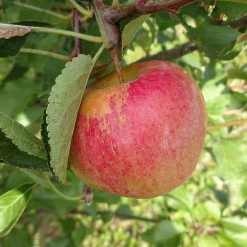 Apple 'Braeburn'