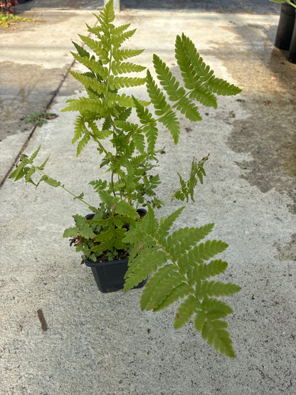 Fern, Ostrich
