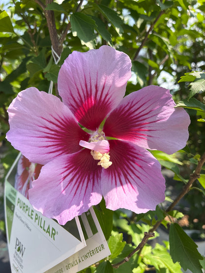 Rose of Sharon 'Purple Pillar' PW