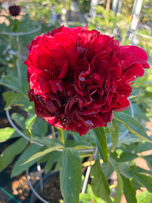 Peony 'Red Magic'
