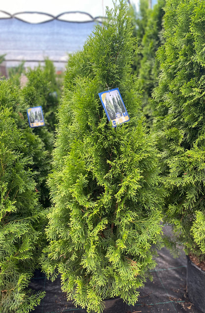 Cedar 'Emerald'