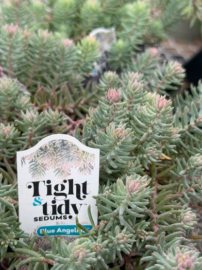 Sedum 'Tight & Tidy Blue Angelina'