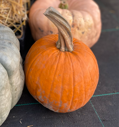 Pumpkin Pie