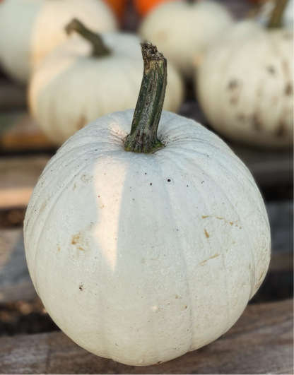 Pumpkin Pie
