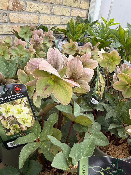 Lenten Rose 'Ivory Prince'