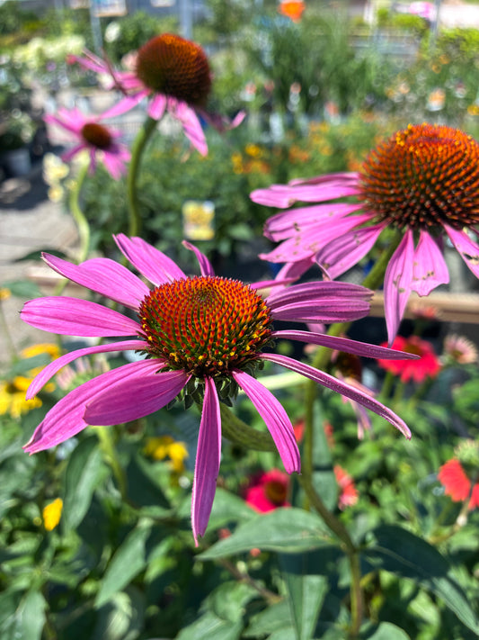 Coneflower Echinacea purpurea Ruby Star At Lucan Country Gardens