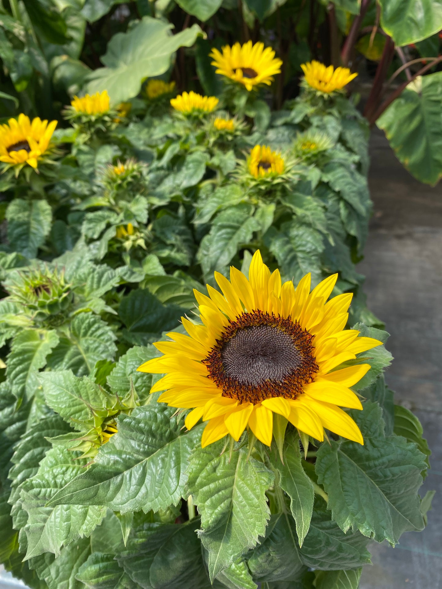 Sunflower