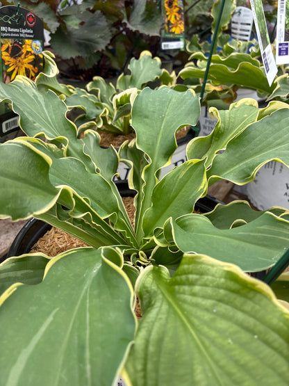 Hosta 'Wheee!' PW