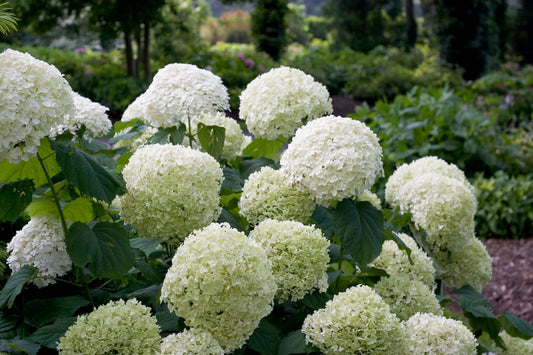 Hydrangea 'Incrediball' PW