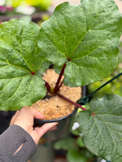 Rhubarb 'Chipman's Canada Red'
