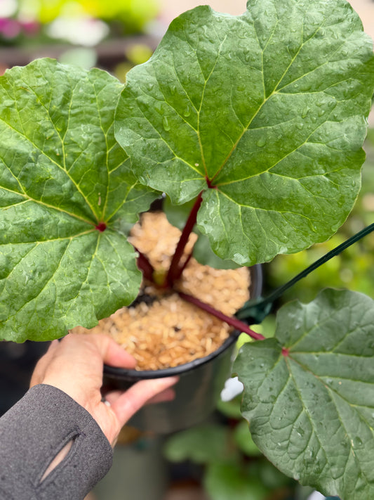 Rhubarb 'Chipman's Canada Red'