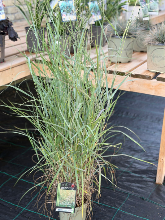 Grasses, Switch 'Prairie Dog'