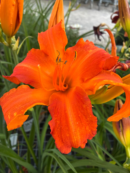 Daylily Rainbow Rhythm Primal Scream PW at Lucan Country Gardens