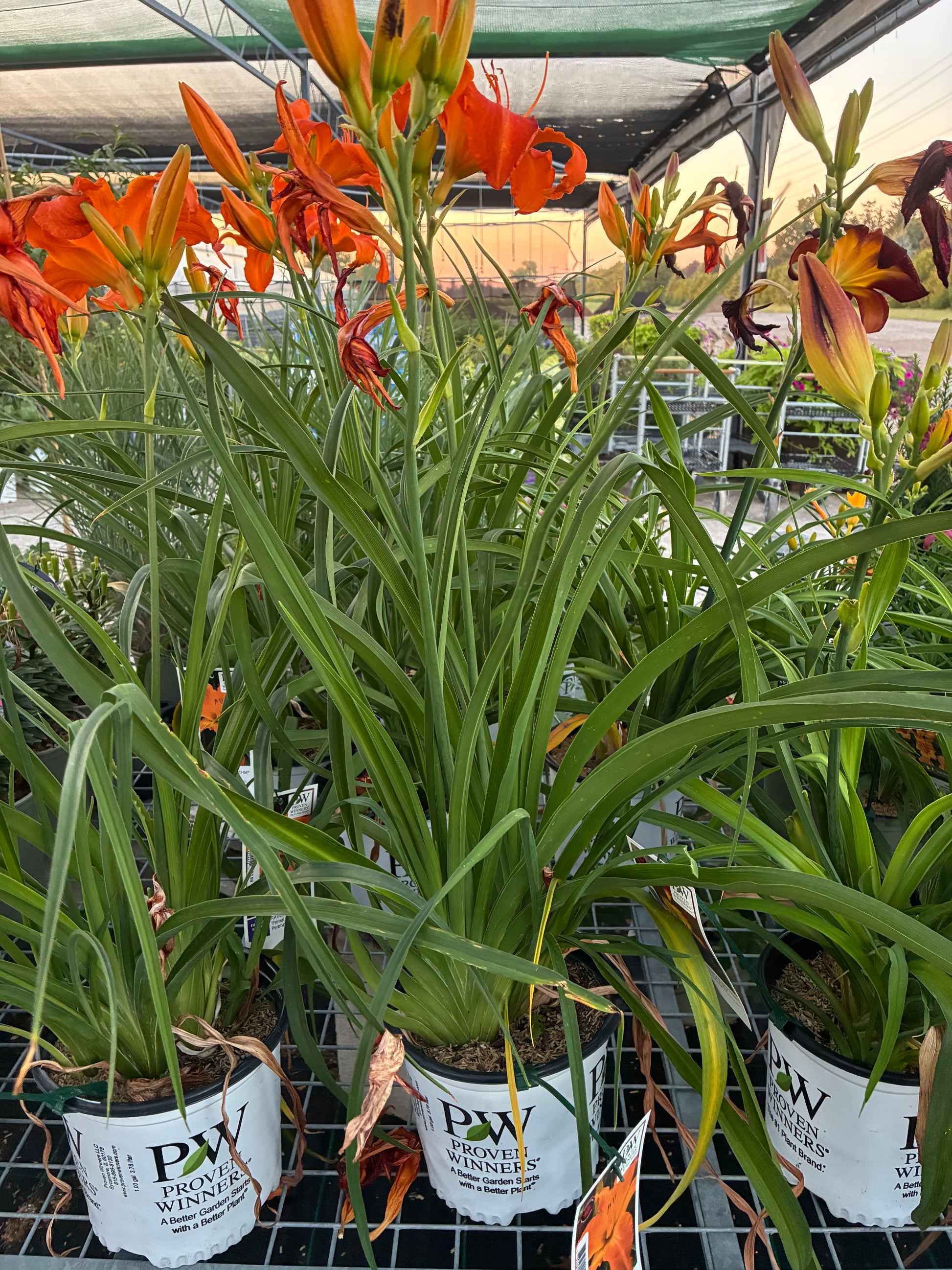 Daylily Rainbow Rhythm Primal Scream PW at Lucan Country Gardens