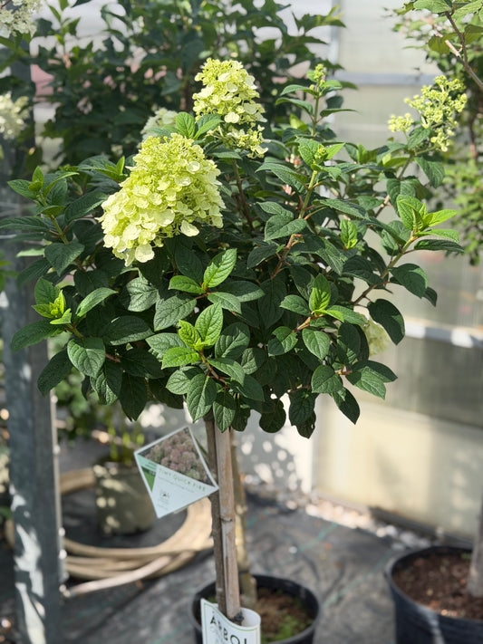 Hydrangea Tree Form 'Tiny Quick Fire' PW
