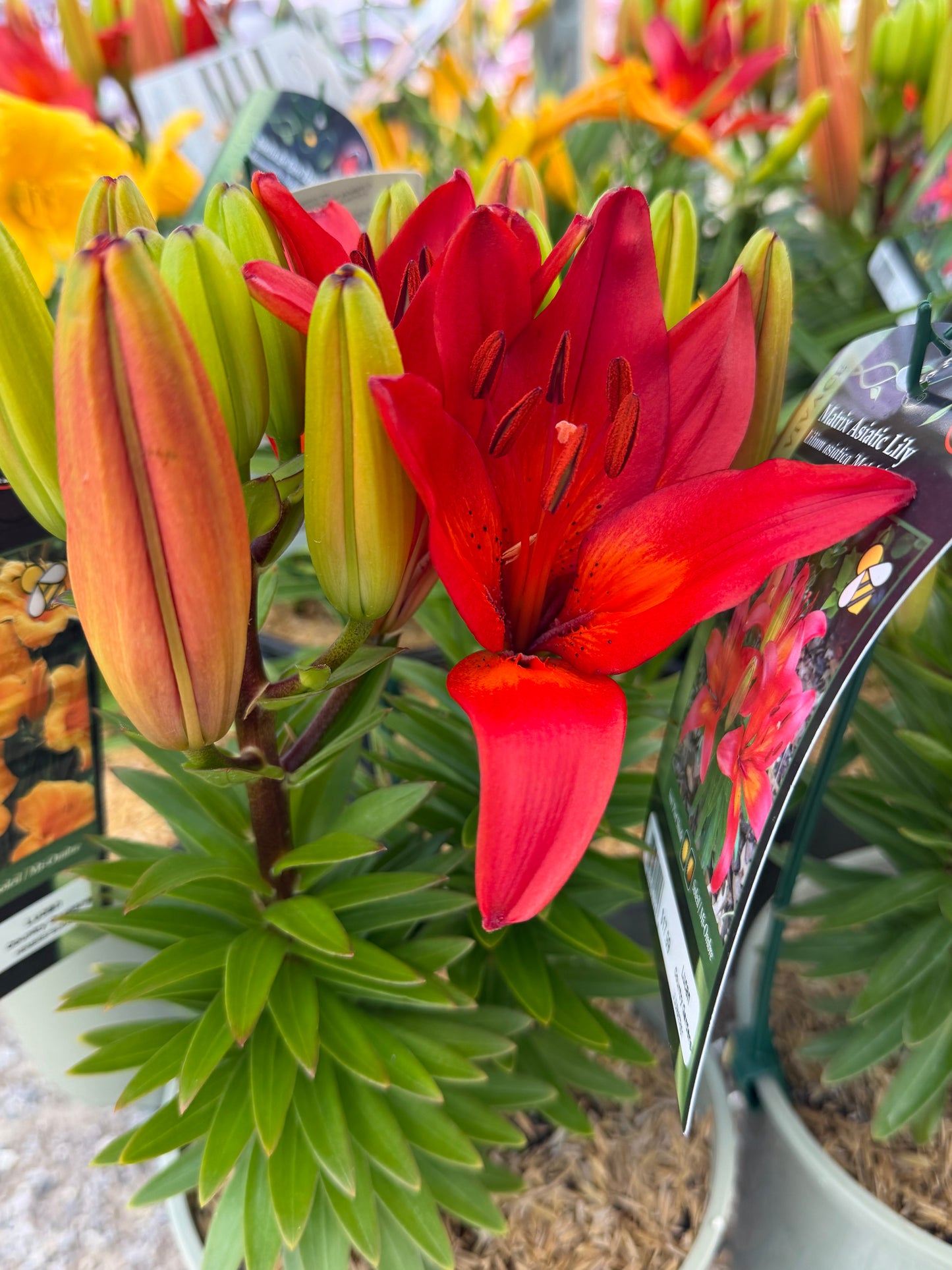 Lily, Asiatic 'Matrix'
