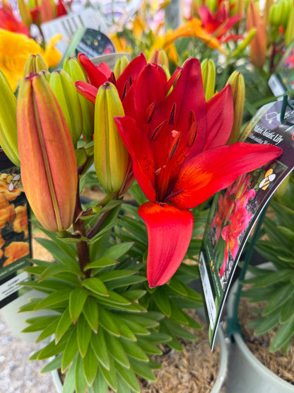 Lily, Asiatic 'Matrix'