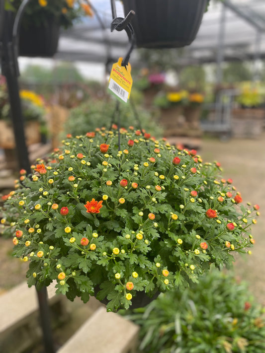 11" Mum Hanging Basket