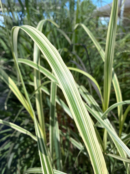 Grasses, Maiden 'Variegated Silver'