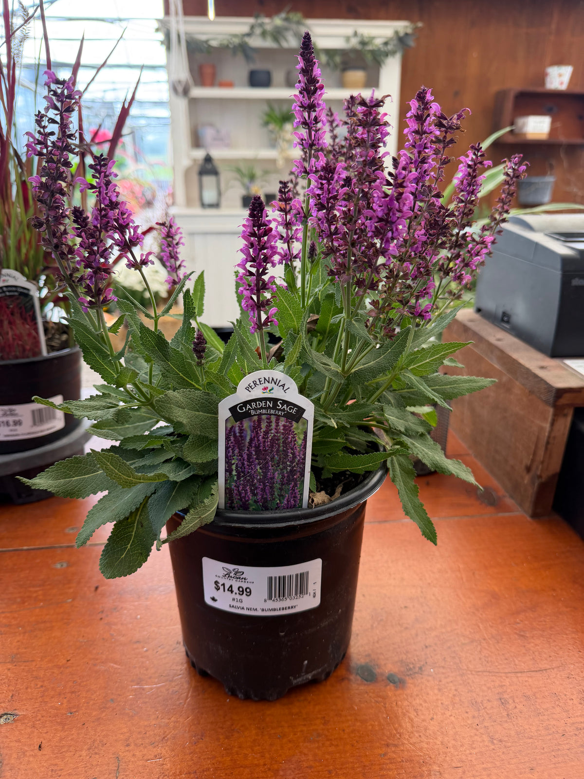 Sage ‘Bumbleberry’