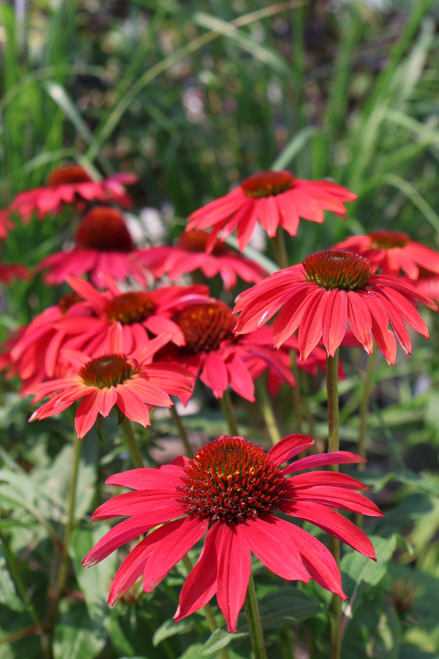 Echinacea Sombrero Baja Burgundy at Lucan Country Gardens